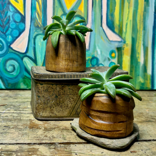 Succulent pots- 5-10 cm
