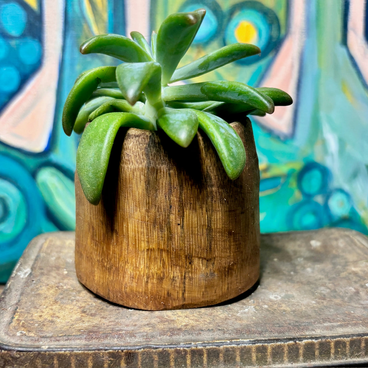 Succulent pots- 5-10 cm