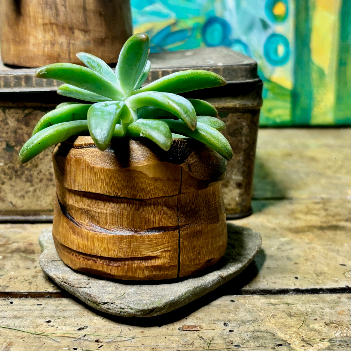 Succulent pots- 5-10 cm
